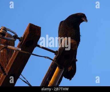 Curioso corvo sul polo di potenza Foto Stock