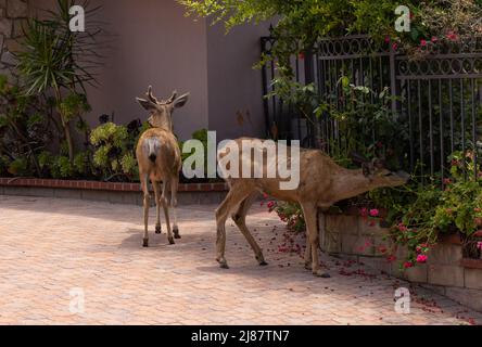 Cervi in un quartiere residenziale Foto Stock