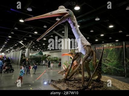 Vancouver, Canada. 13th maggio 2022. I modelli di dinosauri a grandezza naturale sono esposti alla mostra Jurassic quest al Vancouver Convention Center di Vancouver, British Columbia, Canada, il 13 maggio 2022. Con dinosauri animatronici a grandezza naturale, mostre fossili e mostre interattive, la mostra si terrà dal 13 maggio al 15 maggio a Vancouver. Credit: Liang Sen/Xinhua/Alamy Live News Foto Stock