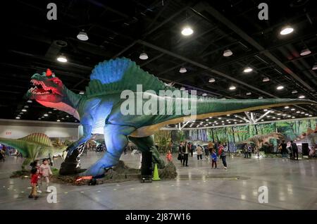 Vancouver, Canada. 13th maggio 2022. I modelli di dinosauri a grandezza naturale sono esposti alla mostra Jurassic quest al Vancouver Convention Center di Vancouver, British Columbia, Canada, il 13 maggio 2022. Con dinosauri animatronici a grandezza naturale, mostre fossili e mostre interattive, la mostra si terrà dal 13 maggio al 15 maggio a Vancouver. Credit: Liang Sen/Xinhua/Alamy Live News Foto Stock