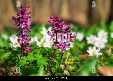 Primo piano di larkspur (Corydalis cava) a fiore viola, che cresce tra anemoni di legno (Anemonoides nemorosa) in una foresta primaverile in Germania Foto Stock