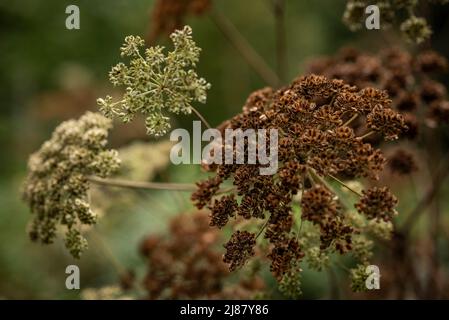 Bel primo piano di piante di angelica essiccate (Apiaceae) nei toni della terra, adatto come sfondo botanico naturale Foto Stock