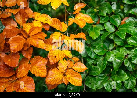 Foglie contrastanti in due colori diversi, verde e giallo, che crescono sullo stesso faggeto affiancato, ben mostrando l'inizio dell'autunno Foto Stock