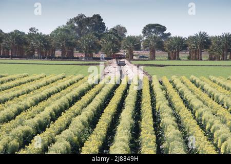 Coltura di semi di broccoli, agroalimentare, Yuma, Arizona, Stati Uniti Foto Stock