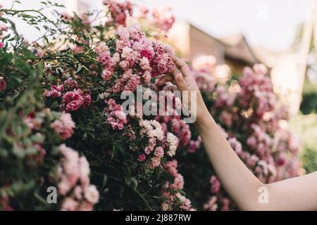 la mano della ragazza batte un albero di fiori nel tramonto luce in primo piano Foto Stock