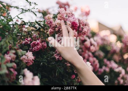 la mano della ragazza batte un albero di fiori nel tramonto luce in primo piano Foto Stock