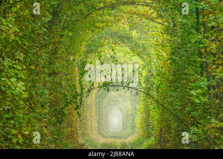 Ucraina. Estate nella regione di Rivne. Ferrovia nella foresta densa decidua. "Tunnel dell'amore" Foto Stock