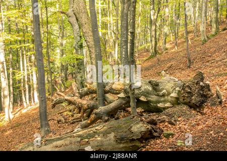 Giornata estiva soleggiata nella foresta di faggio Ucraina. Un vecchio grande serpente si trova in primo piano Foto Stock