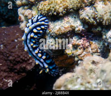 Un varicose Wart Slug (Phyllidia Varicosa) nel Mar Rosso, Egitto Foto Stock