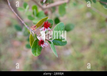 Fiori di rosa e verde superriduttore Actinidia , comunemente noto come kiwi hardy a foglia variegata, una specie di vite boscosa decidua. Foto Stock