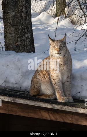 Una lince eurasiatica seduta alla luce del sole nello zoo artico di Ranua, Finlandia Foto Stock