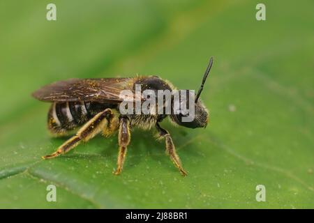Primo piano su un'ape rara e in pericolo di estinzione, di colore scuro del solco, Lasioglossum majus seduto su una foglia verde nella parte superiore Foto Stock