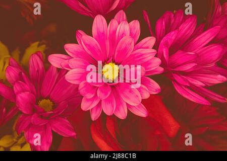 Margherite rosa e rose rosse sottostanti con sfondo scuro Foto Stock