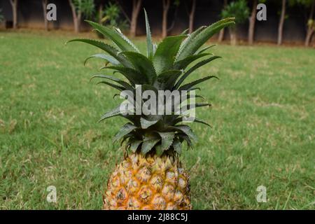 Ananas fresco biologico in piatto su sfondo verde erba del giardino della casa prato. Ananas singole frutta indiana con spazio per scrivere testo Foto Stock