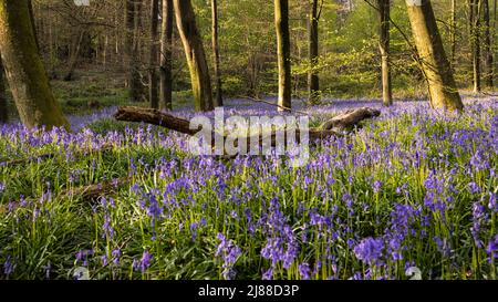 Aprile fioritura bluebells tappezzare il pavimento boschivo della foresta di Vinehall sul wald alto nel Sussex est Inghilterra Foto Stock