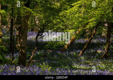 Bella tappeti vibranti di aprile bluebells primavera in legno Arlington sulla bassa weald East Sussex sud est Inghilterra UK Foto Stock