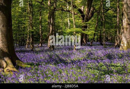 Bella tappeti vibranti di aprile bluebells primavera in legno Arlington sulla bassa weald East Sussex sud est Inghilterra UK Foto Stock