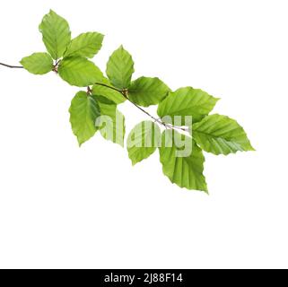 Ramo di faggio con foglie verdi fresche isolate su sfondo bianco. Messa a fuoco selettiva Foto Stock
