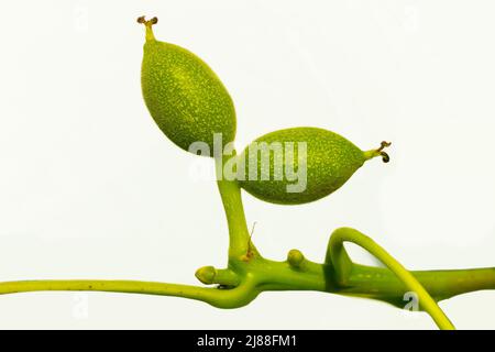 Frutti di ovaio verde di noci su un albero Foto Stock
