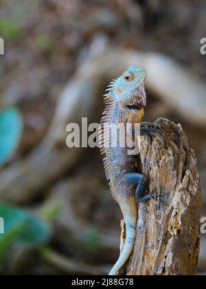 Una lucertola verde siede su un ramo di legno marrone Foto Stock