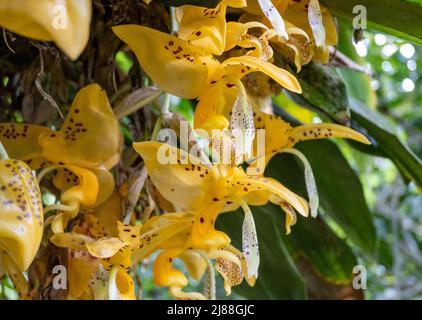 Stanhopea fiori orchidee in piena fioritura. Colombia, Sud America. Foto Stock