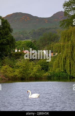 Edimburgo, Scozia, UK.14th Maggio 2022. Il sabato mattina al parco, con una temperatura di 14 gradi centigradi, è molto luminoso. Nella foto: Mute Swan sul laghetto di Figgate Park con il sedile di Arthur sullo sfondo. Credit: Arch White/alamy Live news. Foto Stock