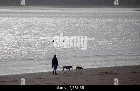 Edimburgo, Scozia, UK.14th Maggio 2022. Il sabato mattina è un sabato molto luminoso al mare con una temperatura di 14 gradi centigradi. Nella foto: Donna che cammina due cani sulla riva del Firth of Forth con nuotatori in acqua aperta sullo sfondo. Credit: Arch White/alamy Live news. Foto Stock