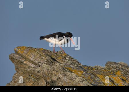 Ostercatcher eurasiatico arroccato su rocce con licheni gialli e grigi su. Foto Stock