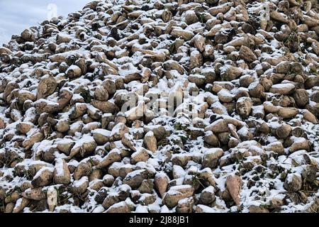 Coltivazione della barbabietola da zucchero, olericoltura. Raccolto di radice è raccolto prima delle gelate e raccolto in mazzo di deposito (banca esterna), deposito è befor intermedio s. Foto Stock