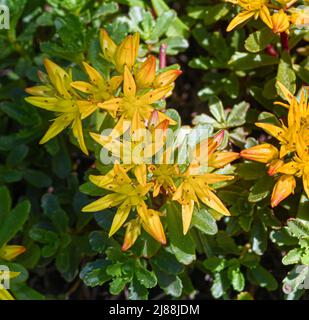 Kamschatka Stonecrop (Sedum kamtschaticum), Baden Wuettemberg, Germania, Europa Foto Stock