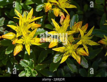 Kamschatka Stonecrop (Sedum kamtschaticum), Baden Wuettemberg, Germania, Europa Foto Stock