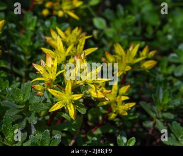 Kamschatka Stonecrop (Sedum kamtschaticum), Baden Wuettemberg, Germania, Europa Foto Stock