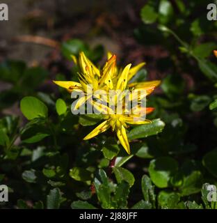 Kamschatka Stonecrop (Sedum kamtschaticum), Baden Wuettemberg, Germania, Europa Foto Stock