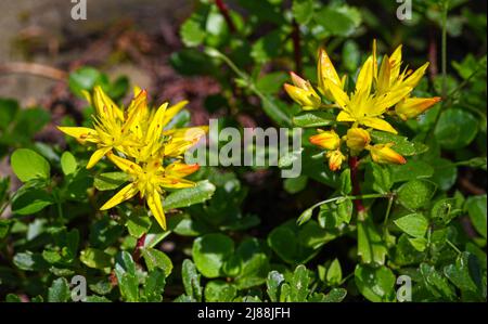 Kamschatka Stonecrop (Sedum kamtschaticum), Baden Wuettemberg, Germania, Europa Foto Stock