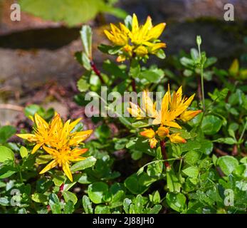 Kamschatka Stonecrop (Sedum kamtschaticum), Baden Wuettemberg, Germania, Europa Foto Stock