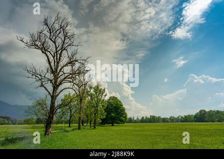 Im Frühling spriessende Bäume an einem sonnigen Tag mit aufziehendem Gewitter. Grüne Wiesen und graue Wolken im Rheintal, Vorarlberg, Austria Foto Stock