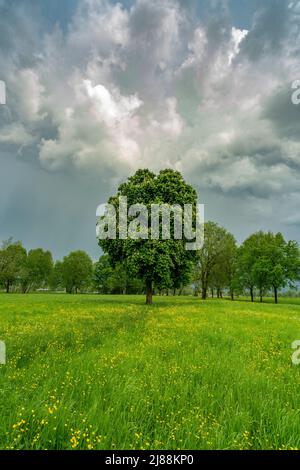 Im Frühling spriessende Bäume an einem sonnigen Tag mit aufziehendem Gewitter. Grüne Wiesen und graue Wolken im Rheintal, Vorarlberg, Austria Foto Stock