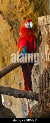 Il macaw del carlet (Ara macao) è un pappagallo sudamericano grande, rosso, giallo e blu Foto Stock