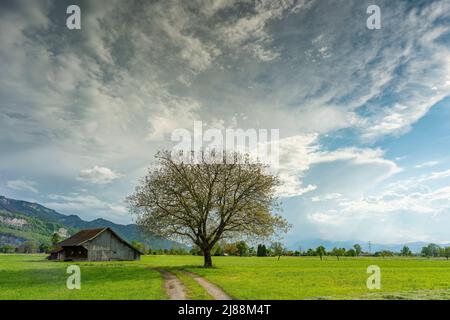Im Frühling spriessende Bäume an einem Wegrand, sonniger Tag mit aufziehendem Gewitter. Grüne Wiesen und graue Wolken im Rheintal, Vorarlberg, Austria Foto Stock