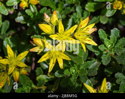 Kamschatka Stonecrop (Sedum kamtschaticum), Baden Wuettemberg, Germania, Europa Foto Stock