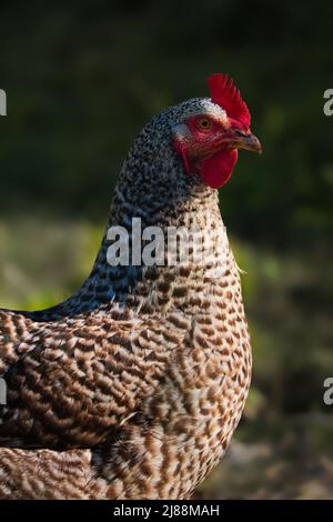 Ritratto di un pollo da corsa libero con un piumaggio bianco e nero (Blauer Sperber). Foto Stock