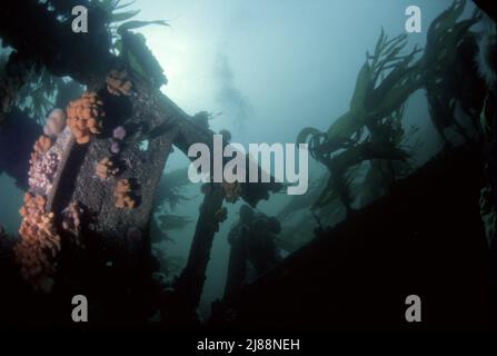 Il subacqueo all'interno delle navi a blocchi affondate, Orkney Isles, stava tentando di proteggere il flusso di Scapa durante la seconda guerra mondiale. Alcune sono molto panoramiche. Foto Stock