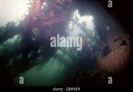 Il subacqueo all'interno delle navi a blocchi affondate, Orkney Isles, stava tentando di proteggere il flusso di Scapa durante la seconda guerra mondiale. Alcune sono molto panoramiche. Foto Stock