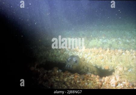 Orkney Isles, dove si trovano le navi sunken blocco, cercando di proteggere il flusso Scapa durante la seconda guerra mondiale. Alcune sono molto panoramiche Dives.80' Foto Stock