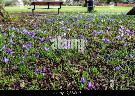 Una coperta di croci viola selvaggi che fioriscono nel loro ambiente naturale in un parco pubblico in Inghilterra Foto Stock