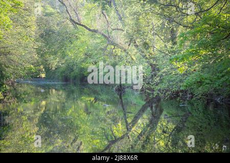 Riflessi di alberi lungo il fiume Wansbeck risplendono in una tranquilla serata di tarda primavera a Northumberland, in Inghilterra. Foto Stock