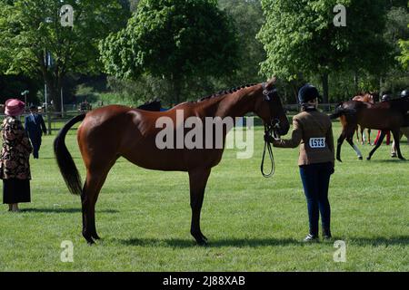 Windsor, Berkshire, Regno Unito. 14th maggio 2022. Gli ospiti e i concorrenti si sono goduti una giornata al sole caldo oggi al Royal Windsor Horse Show, situato nel parco privato del Castello di Windsor. Credit: Maureen McLean/Alamy Live News Foto Stock