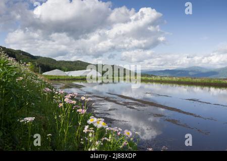 ina, nagano, giappone, 2022/14/05 , fiori selvatici che crescono nei pressi di un campo di riso in ina, Nagano, in primavera, durante l'alluvione dei campi, facendo il Foto Stock