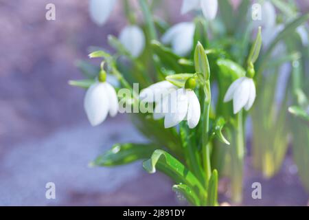 Prima primavera fiori. Delicati fiori di bluebells di Galanthus nivalis. Inizio primavera a Kholodny Yar, Ucraina, regione di Cherkasy. La nascita di una nuova vita Foto Stock