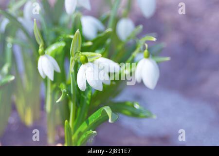 Prima primavera fiori. Delicati fiori di bluebells di Galanthus nivalis. Inizio primavera a Kholodny Yar, Ucraina, regione di Cherkasy. La nascita di una nuova vita Foto Stock